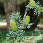 Coneson Cedrus Atlantica Coneson Cedrus Atlantica