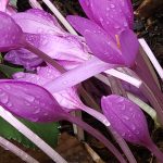 Colchicum Rain Drops Colchicum Rain Drops
