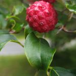 Cornus Kousa Fruit Cornus Kousa Fruit