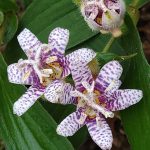 Tricyrtis Hirta Tricyrtis Hirta