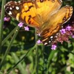 Butterfly Butterfly