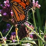 Male Monarch Butterfly Male Monarch Butterfly
