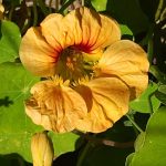 Nasturtium Nasturtium