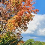 Acer Saccharum Bonfire Acer Saccharum Bonfire