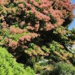 Heptacodium Miconioides Seven Sons Tree - Heptacodium Miconioides