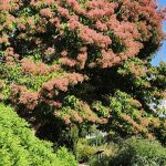 Heptacodium Miconioides Seven Sons Tree - Heptacodium Miconioides