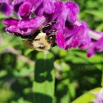 Salvia Leucantha Salvia Leucantha