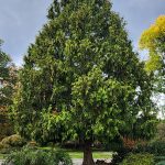 Giant Arborvitae Giant Arborvitae