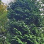 Green Giant Arborvitae Green Giant Arborvitae