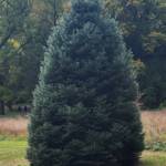 White Fir White Fir