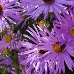 Asters Asters