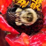 Bee on Zinnia Bee on Zinnia