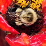 Bee on Zinnia Bee on Zinnia