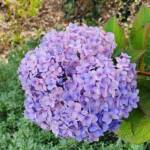 Blue Hydrangeas Blue Hydrangeas