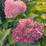 Hydrangeas Hydrangeas