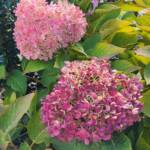 Hydrangeas Hydrangeas