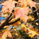 Sugar Maple Green Mountain Sugar Maple Green Mountain