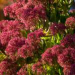 Steve Kanan - 10-22-23 Steve Kanan - 10-22-23