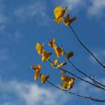 Steve Kanan - 10-22-23 Steve Kanan - 10-22-23