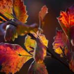 Steve Kanan - 10-22-23 Steve Kanan - 10-22-23