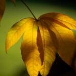 Steve Kanan - 10-22-23 Steve Kanan - 10-22-23