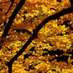 Steve Kanan - 10-22-23 Steve Kanan - 10-22-23