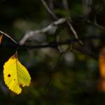 Steve Kanan - 10-22-23 Steve Kanan - 10-22-23