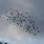 Steve Kanan - 10-22-23 Steve Kanan - 10-22-23