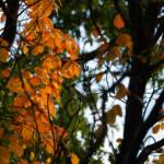 Steve Kanan - 10-22-23 Steve Kanan - 10-22-23