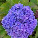 Joanne McDonald 231026 Joanne McDonald 231026