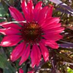 Joanne McDonald 231026 Joanne McDonald 231026