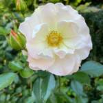 Joanne McDonald 231026 Joanne McDonald 231026