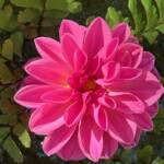 Joanne McDonald 231026 Joanne McDonald 231026