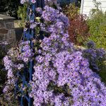 Joanne McDonald 231026 Joanne McDonald 231026