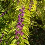 Joanne McDonald 231026 Joanne McDonald 231026