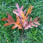 Karen Yuknevitch 231017 Karen Yuknevitch 231017