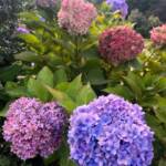 Karen Yuknevitch 231017 Karen Yuknevitch 231017