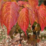 Cornus cv Hyperion Leaves Cornus cv Hyperion Leaves