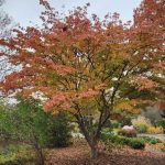 Cornus Kousa Cornus Kousa