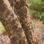 Cornus Kousa Bark Cornus Kousa Bark