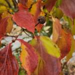Cornus Kousa Leaves Cornus Kousa Leaves