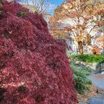 Acer Palmatum Dissectum Ever Red Acer Palmatum Dissectum Ever Red