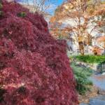 Acer Palmatum Dissectum Ever Red Acer Palmatum Dissectum Ever Red