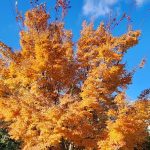 Acer Palmatum cv Sango Kaku Acer Palmatum cv Sango Kaku