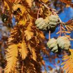 Dawn Redwood Cones Dawn Redwood Cones
