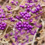 Callicarpa Dichotoma 'Issai' Callicarpa Dichotoma 'Issai'