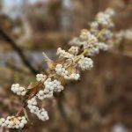 Callicarpa Japonica cv Leucocarpa Callicarpa Japonica cv Leucocarpa