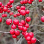 Ilex Verticillata 'Red Sprite' Ilex Verticillata 'Red Sprite'