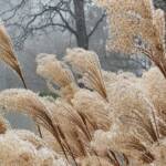 Grasses in Snow Grasses in Snow