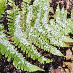 Snow on Fern Frond Snow on Fern Frond